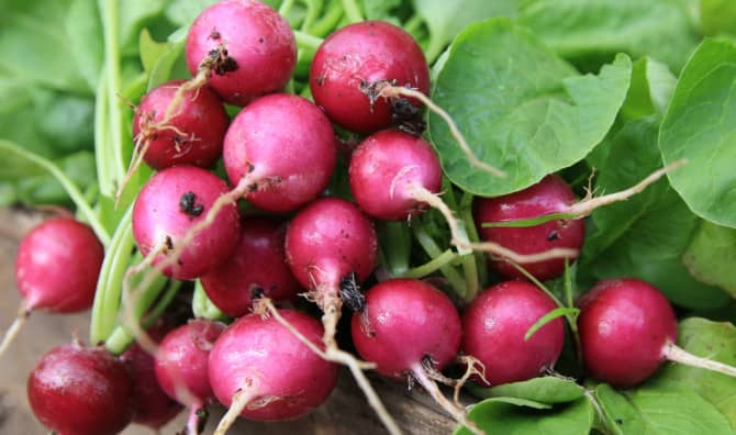 7 Little Known Rad Radish Benefits