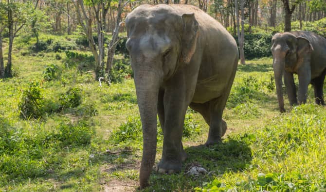 Circus Elephants are Retiring to Florida