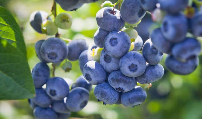 7 Sensational Health Benefits of Blueberries