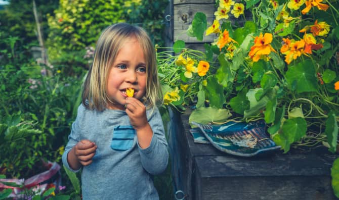 7 Edible Flowers That Help Promote Better Gut Health