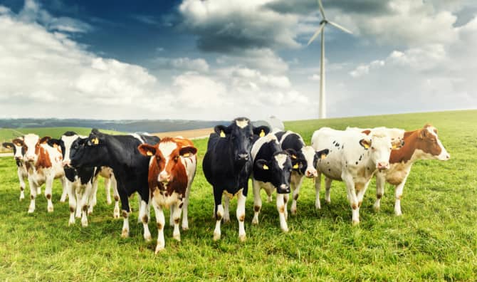 Feeding Cows Seaweed Makes Them Less Gassy