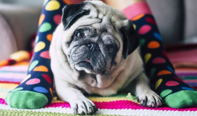 Turn Your Worn-Out Socks Into Dog Beds