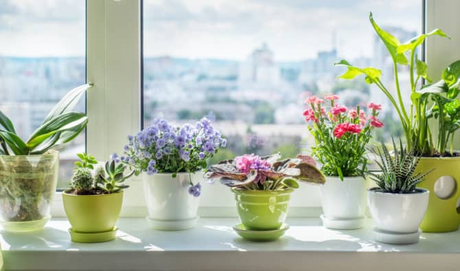 5 Best Hacks to Care for Houseplants in the Spring