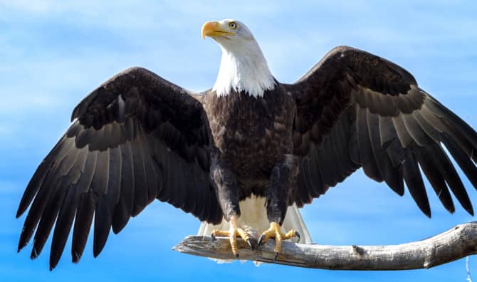 Bald Eagle Population Quadruples in the Last 12 Years