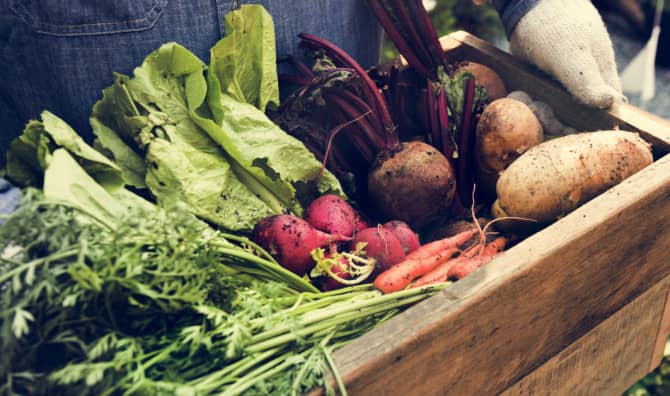 A Digital Solution for an Organic Revolution