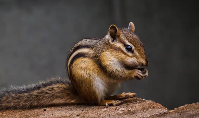 Slow Motion Cuteness