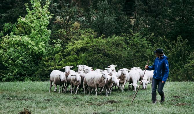 New School in Spain Trains Female Shepherds