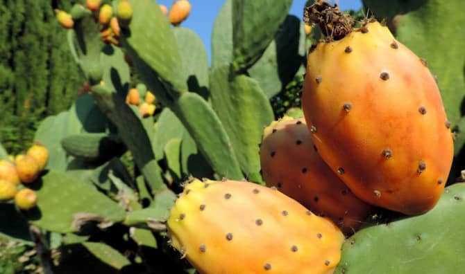 Cactus Pear May Become the New Superfood Crop