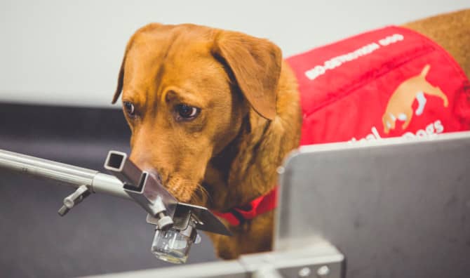Dog Noses May Hold the Key to Prostate Cancer Detection