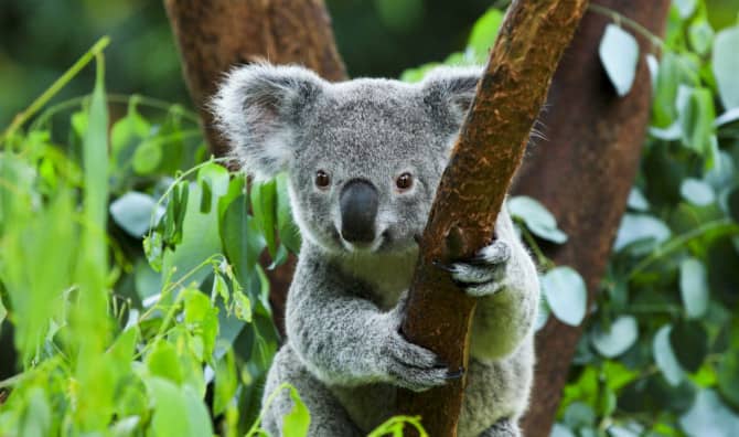 This Koala Has a Prosthetic Foot Made by a Kind Dentist