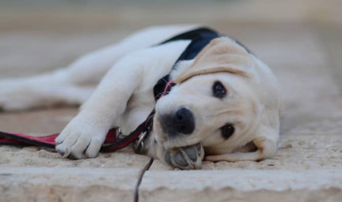 Hero Service Dog Gets Bittersweet Send Off