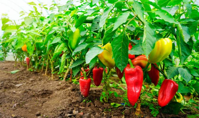 Farming for Urban Dwellers