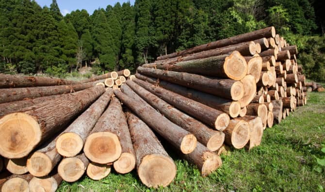 Growing Furniture in Labs Instead of Forests