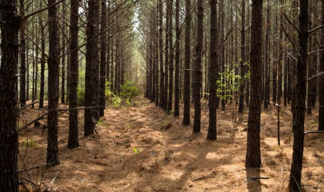 IKEA Bought 11,000 Acres in Georgia to Keep it Undeveloped