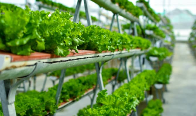 Urban Farming – Singapore Style