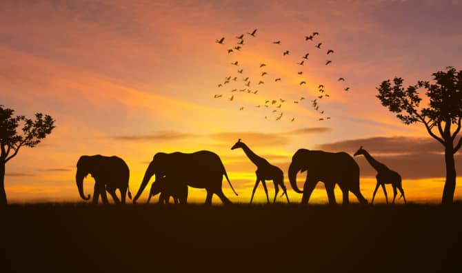 If Wild Animals Ate Fast Food…