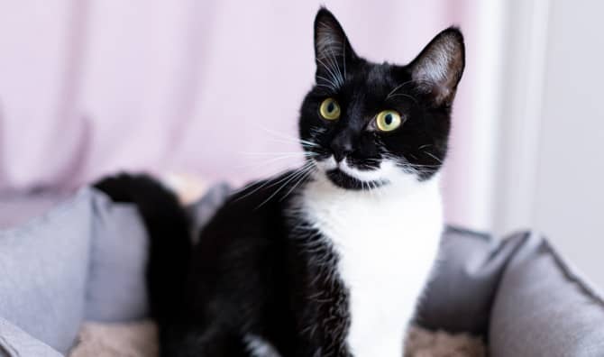 This Cat Cafe is Celebrating a Milestone