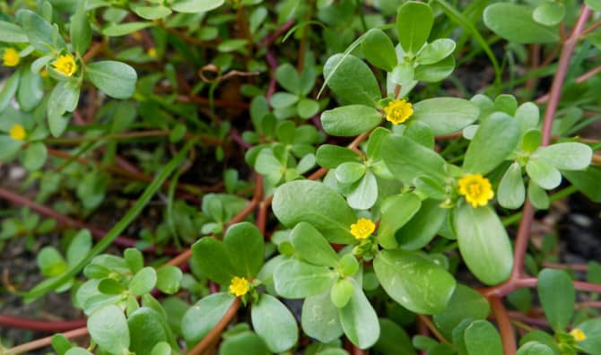 Common Succulent may be a Drought Resistant Super Plant