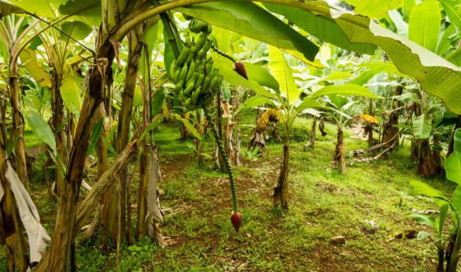 Restoring Ancient Food Forests