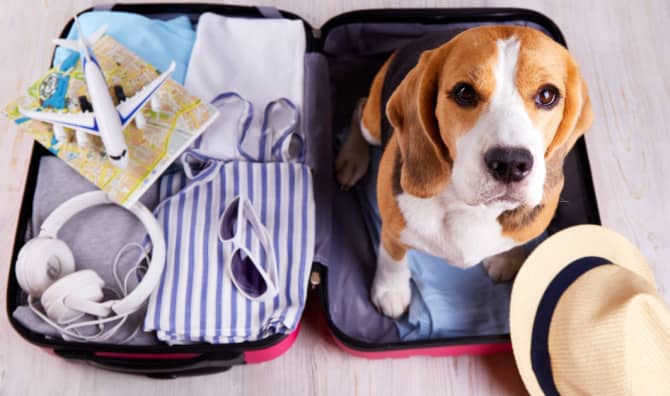 7 Dog-Friendly Vacation Spots to Explore