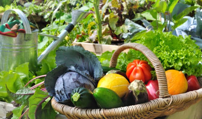 5 Tips on How To Be a Thrifty Gardener
