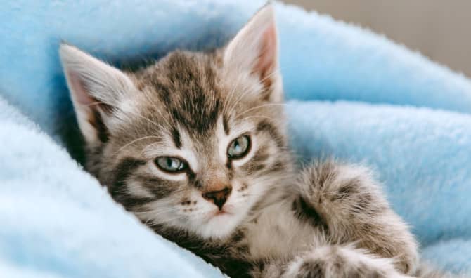Firefighters Free Kitten Stuck in Soda Machine
