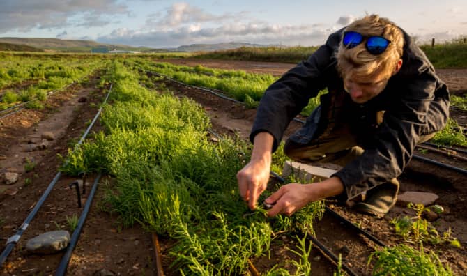 Growing Vegetables in Seawater