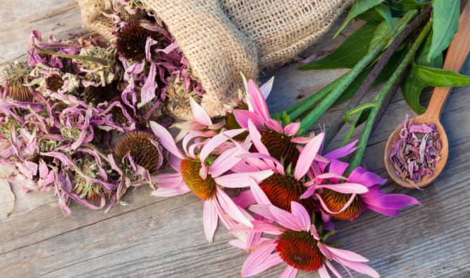 7 Herbs to Strengthen Resilience