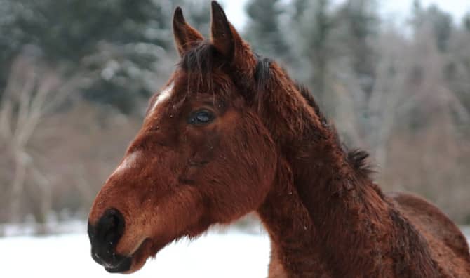 Remembering the Horse That Never Won a Single Race