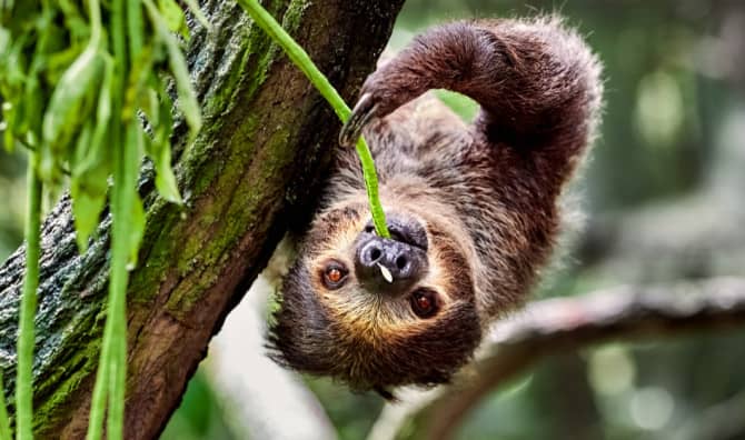 This Sloth School Helps Babies Live in the Wild