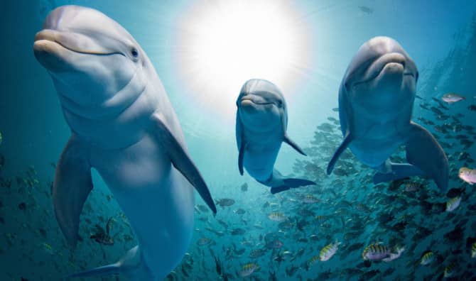 Dolphins Know How to Stay in Touch!