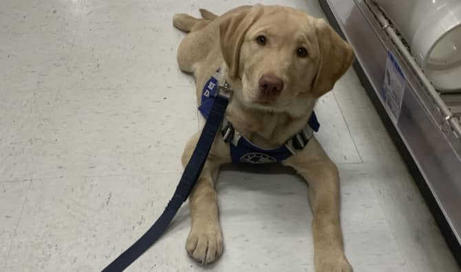Meet the Service Dog Trainee With a Key Role to Play