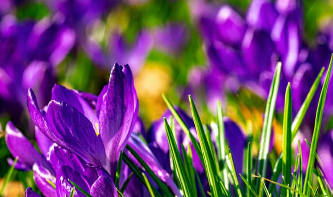 11 Inspirational Spring Quotes