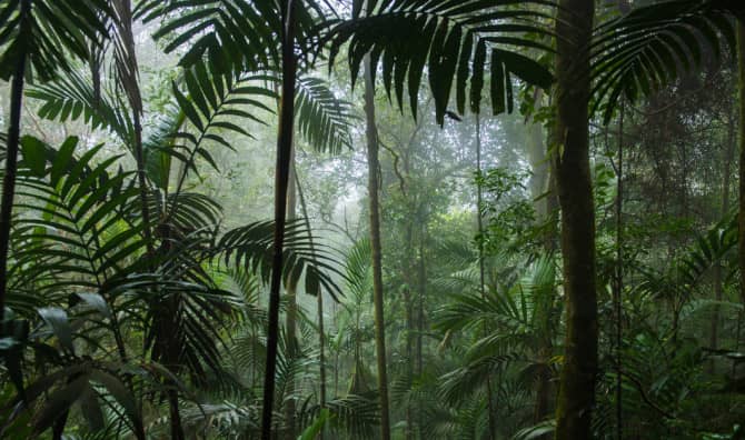 This Palm Oil Substitute May Save the Rainforests