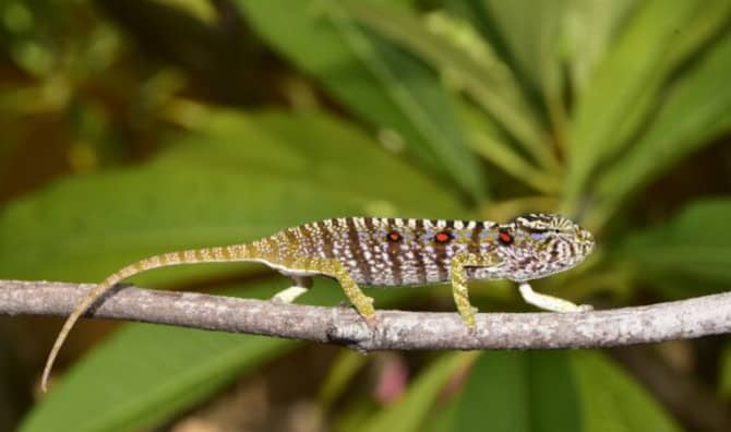 Rare Chameleon Rediscovered After 100 Years