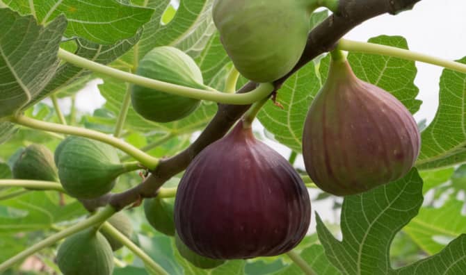 5  Fantastic Fig Benefits