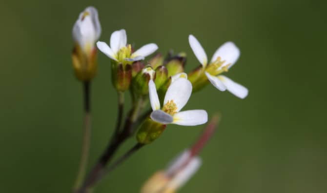 A Common Weed May Be a New Breast Cancer Treatment