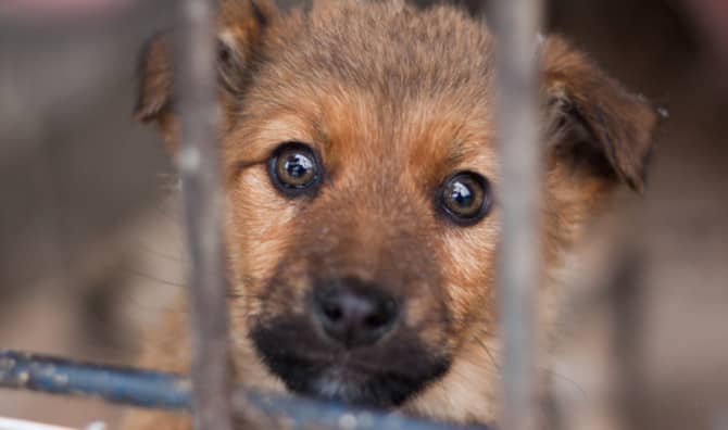 San Antonio Pet Stores Can Only Sell Rescue Dogs and Cats