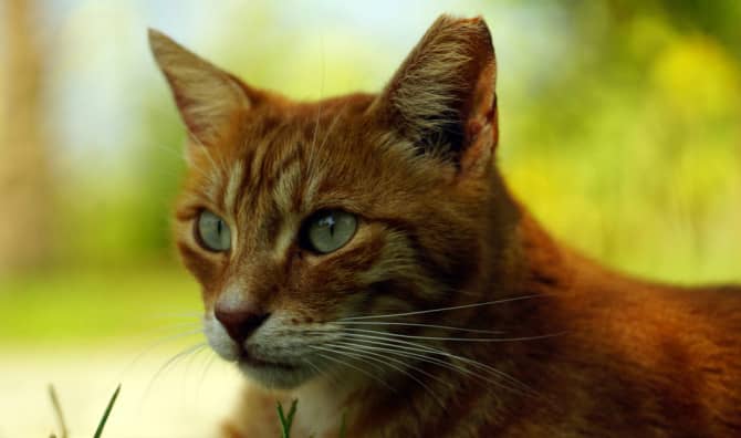 The Amazing Story Behind ‘Nala’s World’