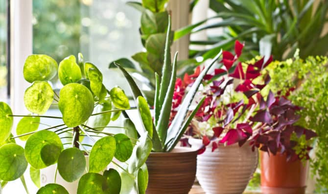 7 Cold Weather Plant Hacks