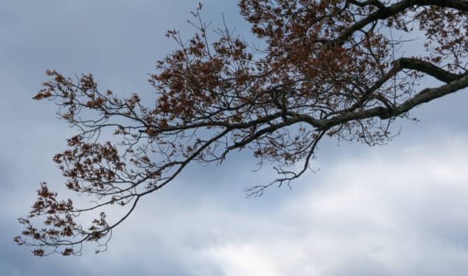 7 Foods That Can Help Lift the Seasonal Blues