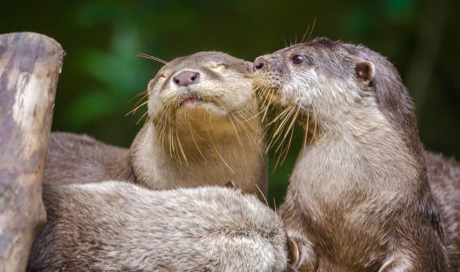 Lonely Otter Finds Love