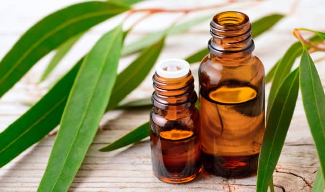 7 Amazing Essential Eucalyptus Oil Benefits