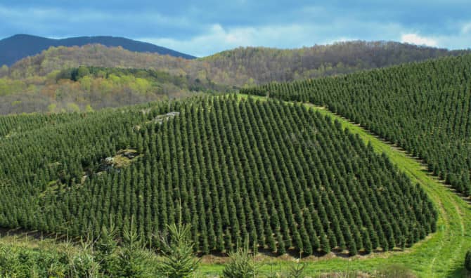Turning Mountaintop Mines Into Farms in Appalachia