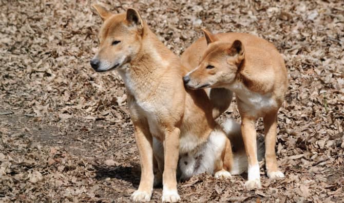 This New Guinea Dog is Singing a New Tune