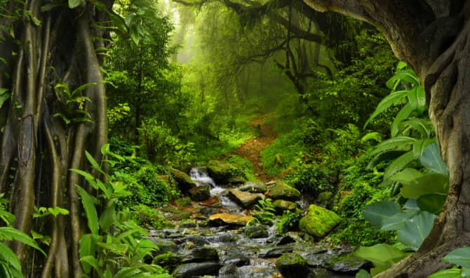 9 Fun Facts About Plants to Make You Smile