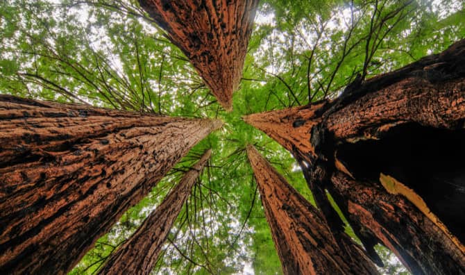 California Giant Redwoods are Still Standing