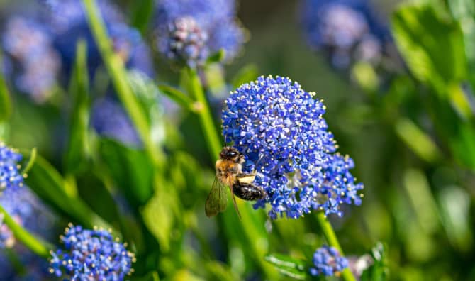 B-lines Wildflower Corridors Across the UK will Help Bees