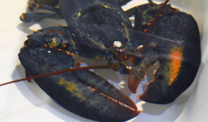 This Rare Lobster was Saved From Being Dinner!