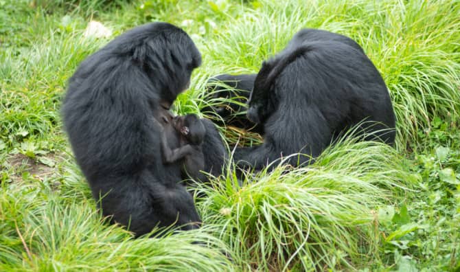 Baby Boom at the Zoo